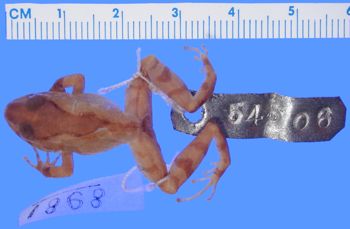 Media type: image; Herpetology A-8981